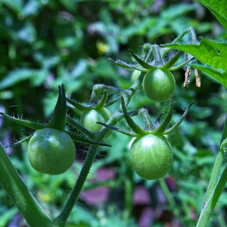 tomatoes-1671840_1920